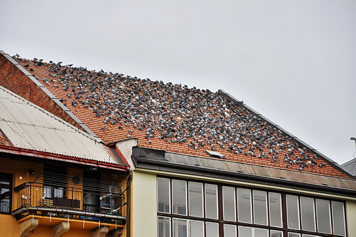 A2B Pest Control are able to install spikes to deter birds from roofs in Wolverhampton. 